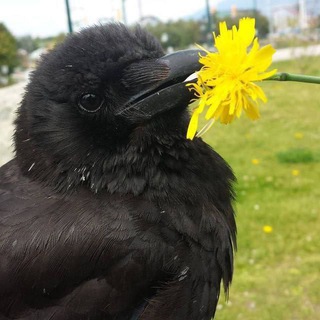 Corvids confessions! 🐦‍⬛️🪶