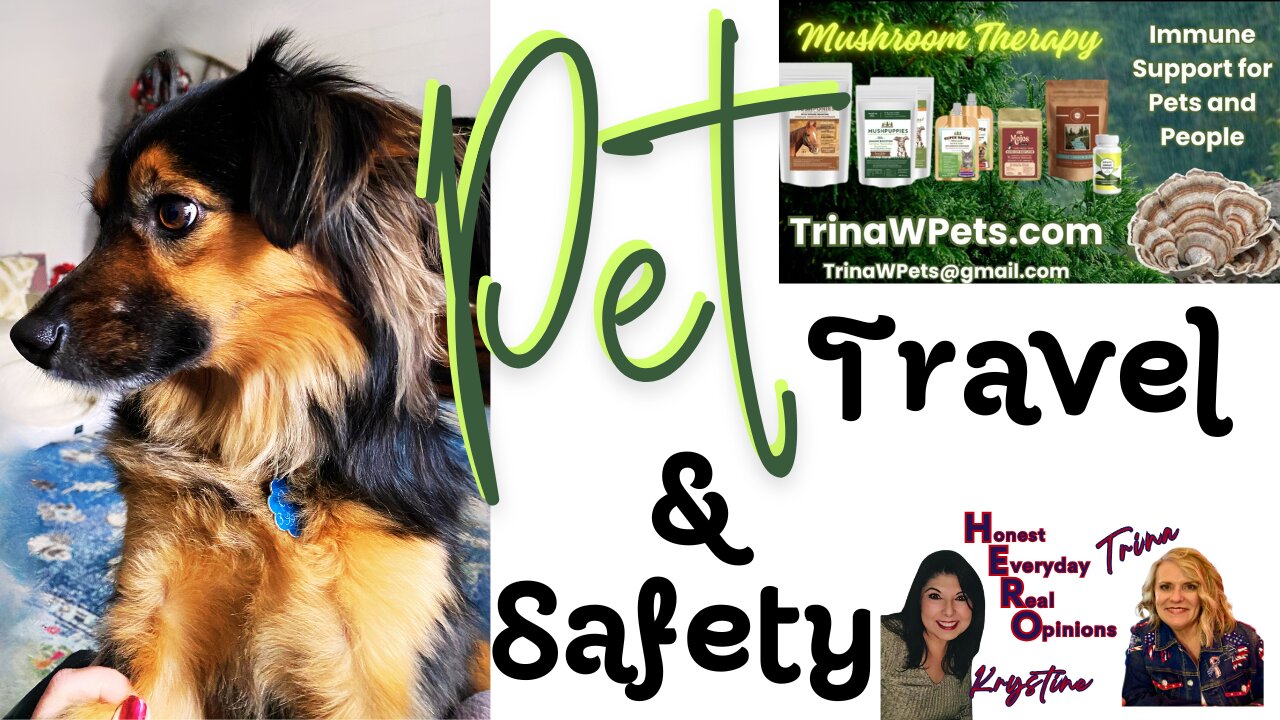 FIFA Is Over, War Is Raging And We Want Our Pets Safe This Summer!