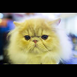 CatsNice