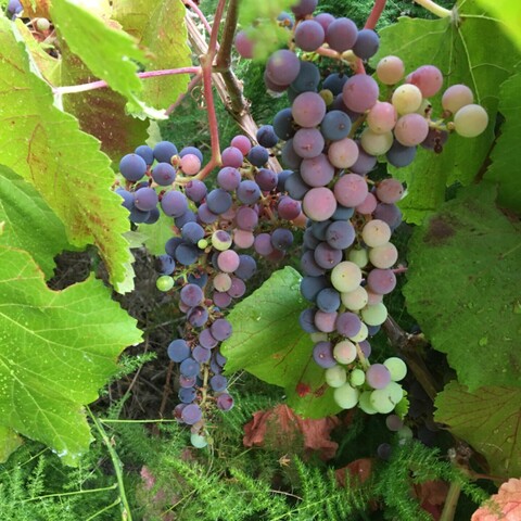 Grapes hanging over the fence from your neighbor’s garden always seem to taste a little sweeter than your own. 
#grapes #grapesonthevine #gardening