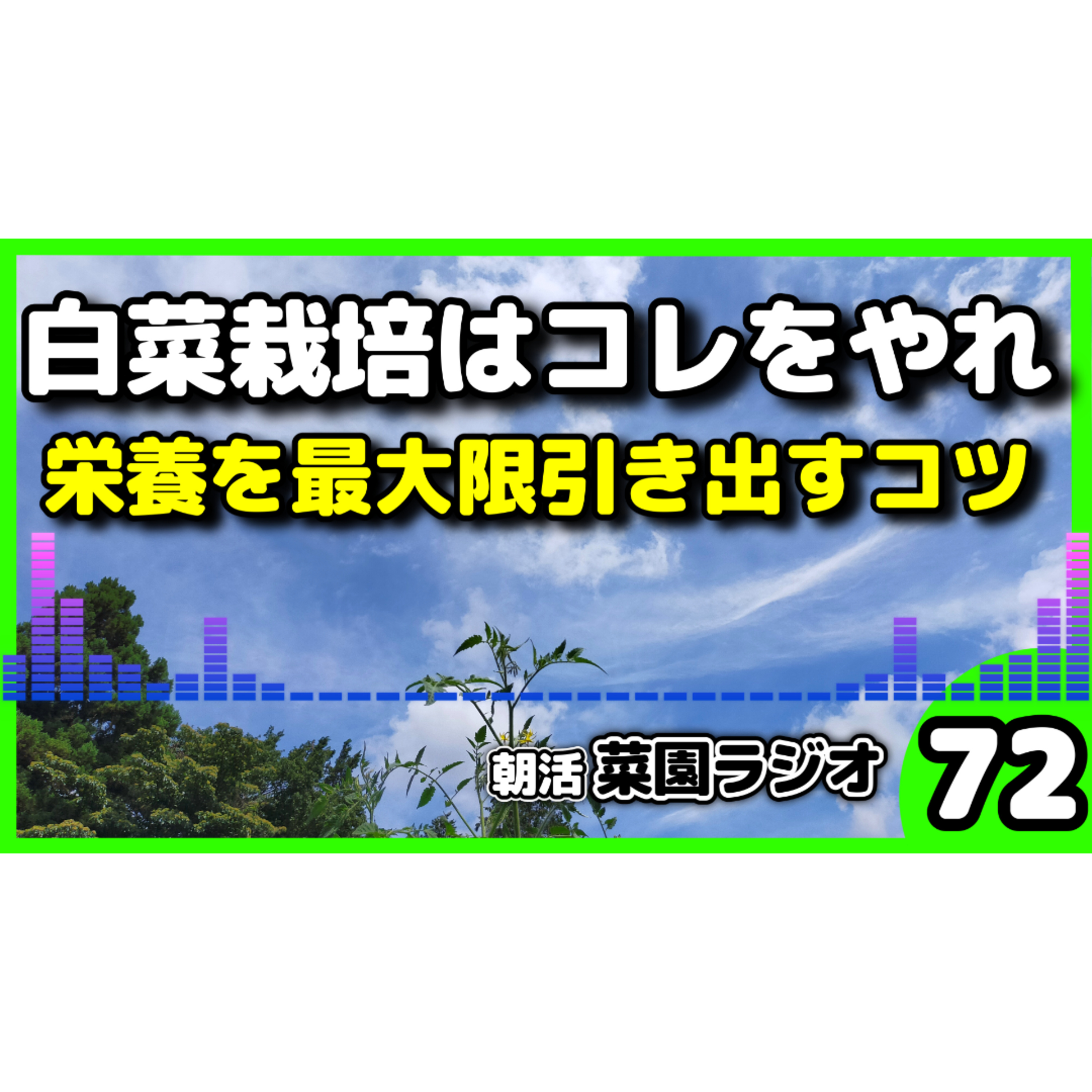＜白菜が結球しない人へ＞種まき時期の勝負は8月中旬〜9月上旬【朝活菜園ラジオ】