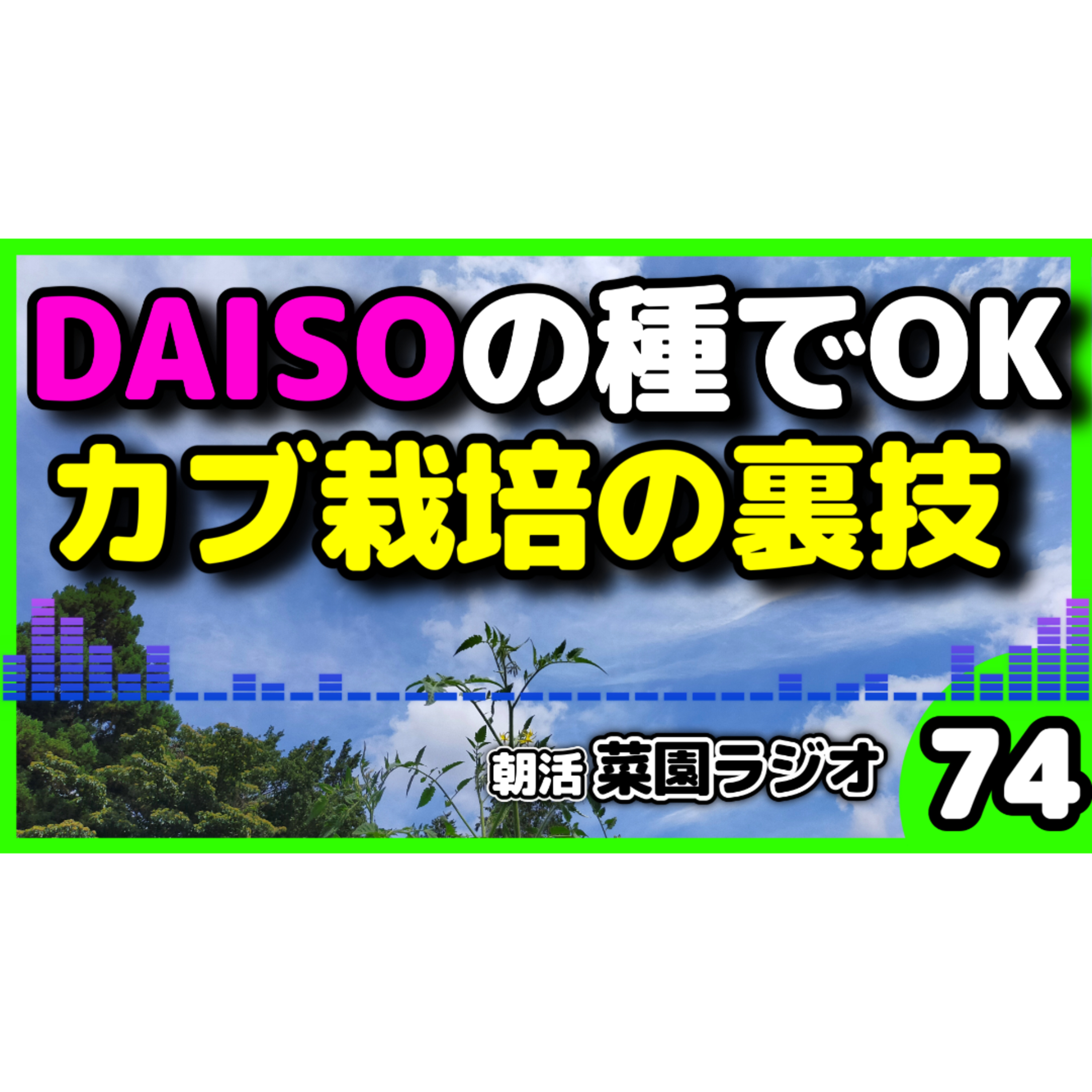 ＜カブ栽培＞間引き不要＆100均の種で大収穫 9月から始める「ずらし栽培」とおすすめ品種4選【朝活菜園ラジオ】