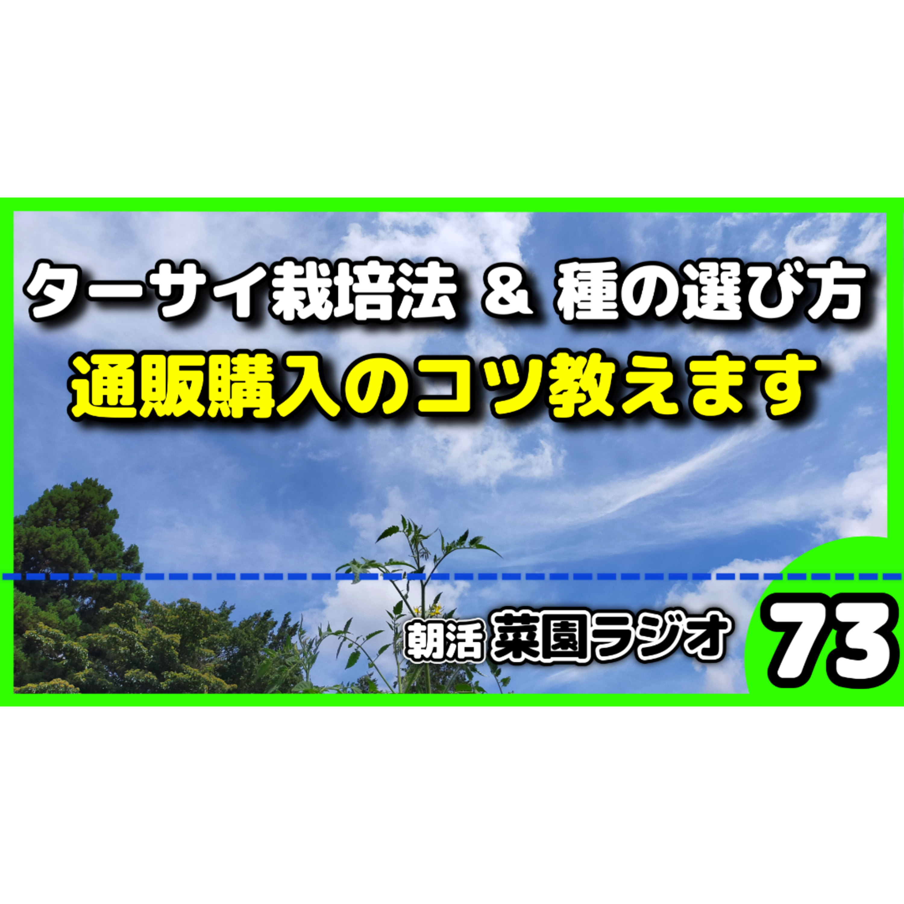 ＜冬の絶品野菜＞タアサイ栽培のコツ＆ネットで種を安く買う裏ワザ【朝活菜園ラジオ】