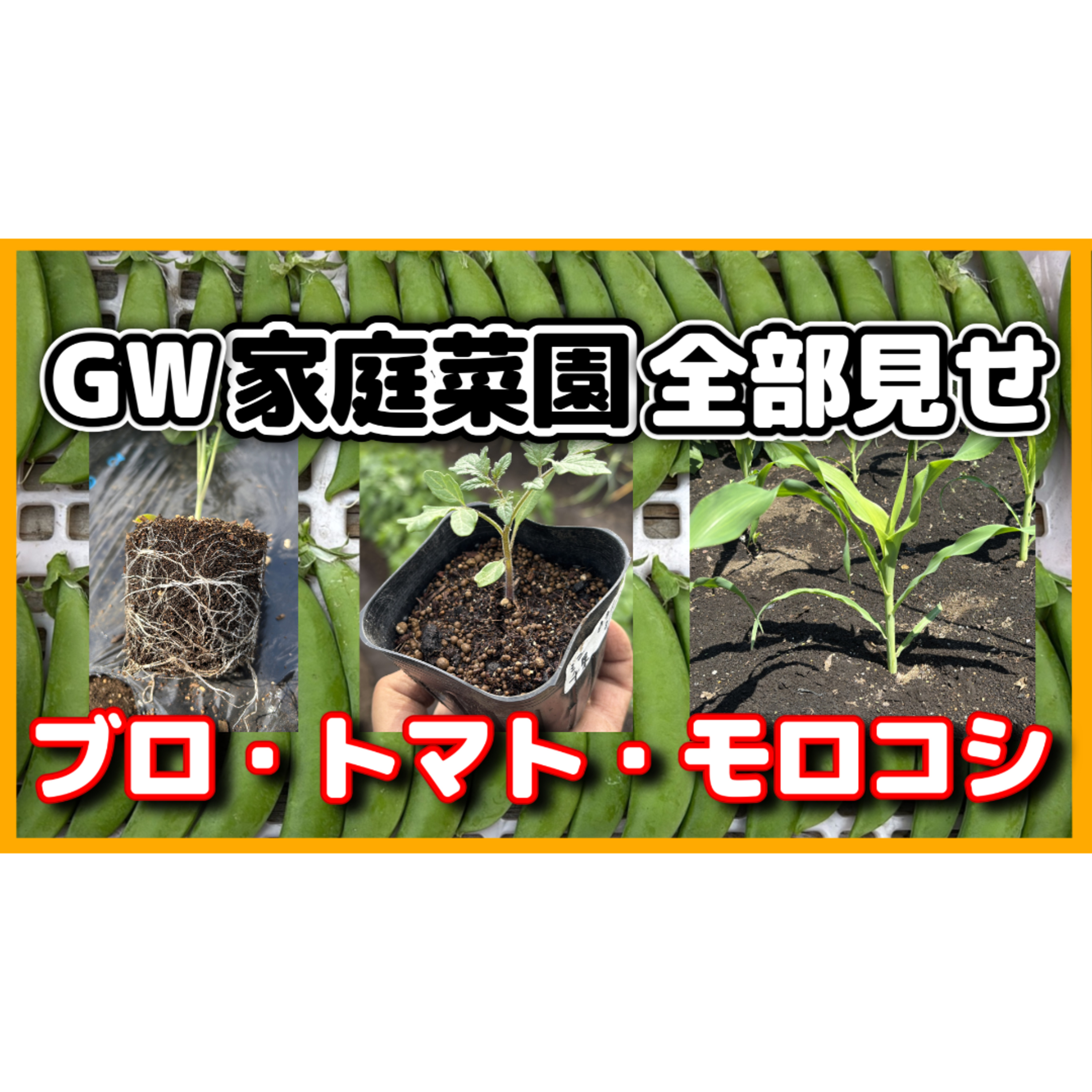 菜園実録連休中にやった作業全部お見せします【超家庭菜園】