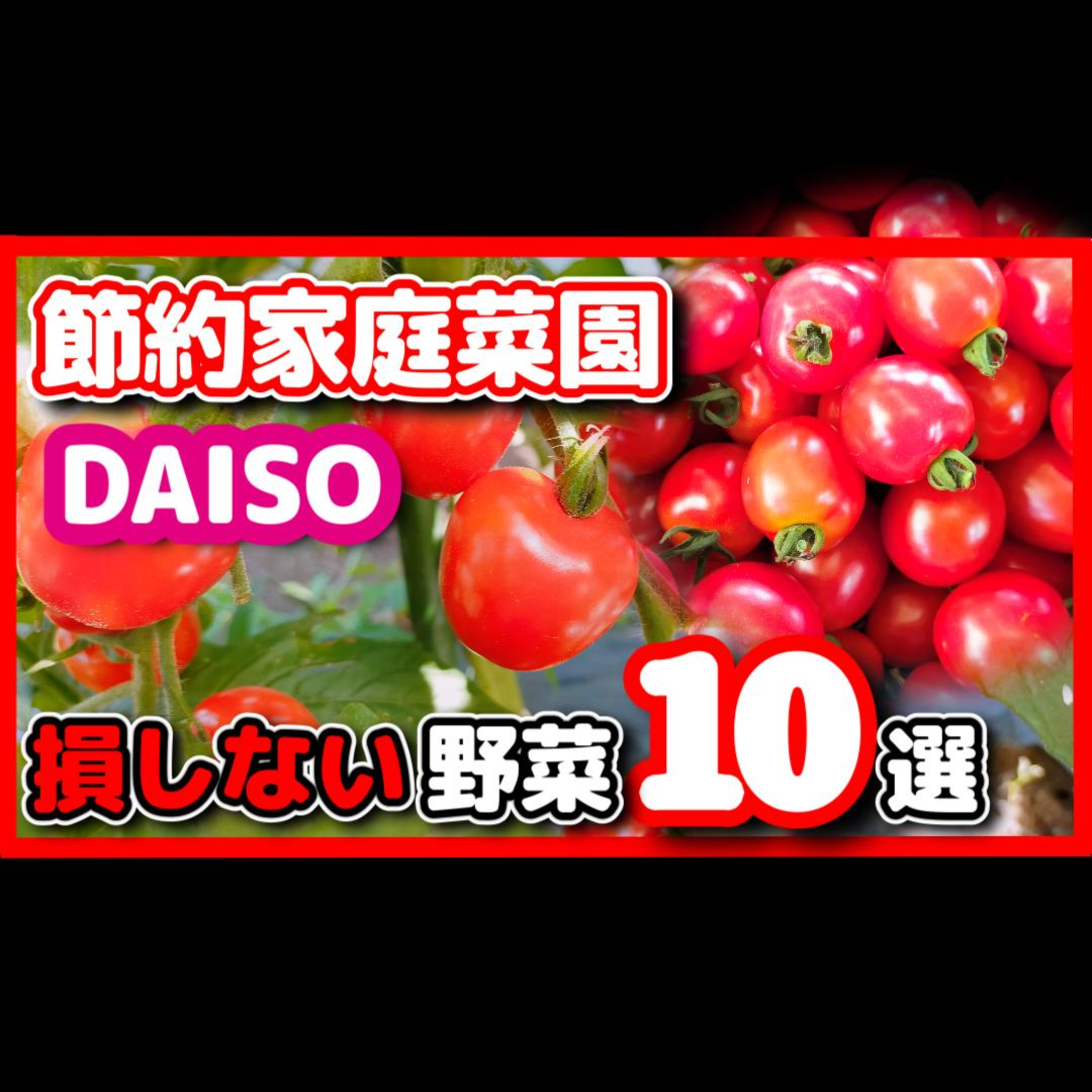 【野菜高騰に打ち勝つ】家庭菜園で節約しよう！ダイソー種でおすすめ10選