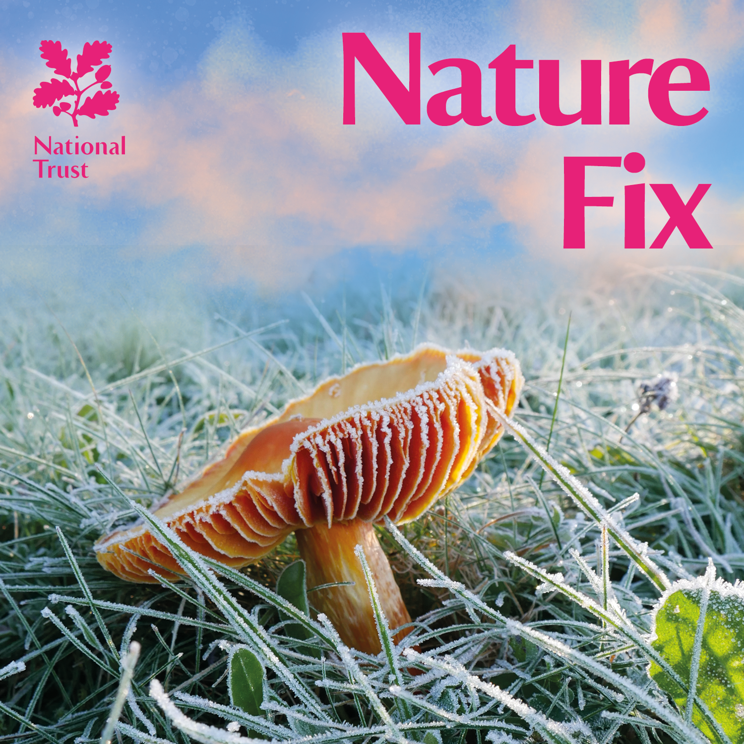 Funky Fungi Hunting