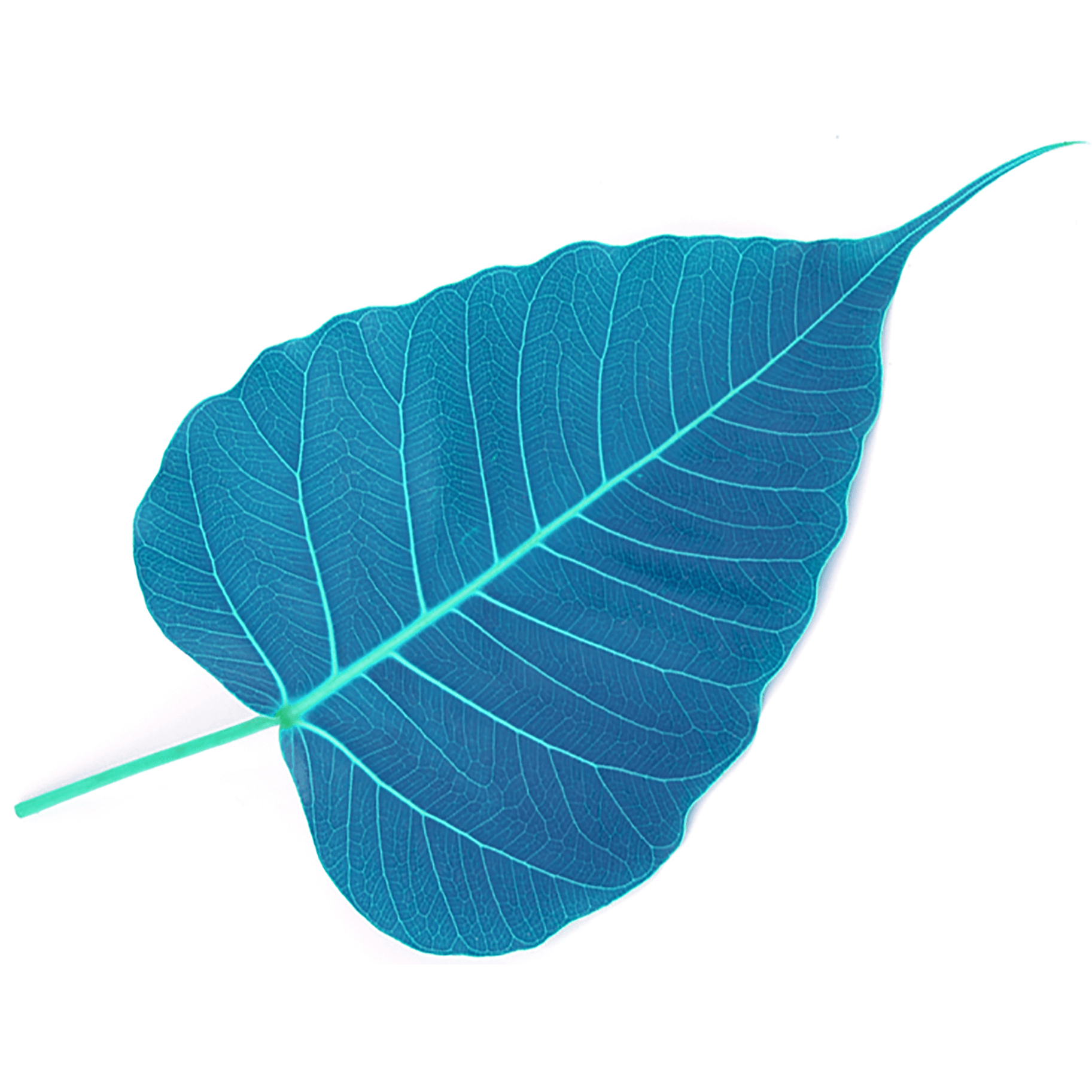 AudioDharma: Collection of talks from Social / Public Concerns