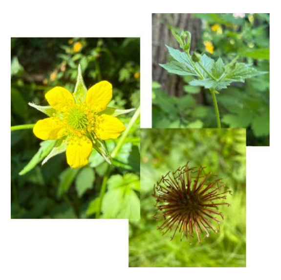 Nun ist Herbst.
Zeit, sich um die wohltuende Wirkung der Nelkenwurz zu kümmern 🥰
https://die-draussen-apotheke.de/component/acym/archive/40-natur-bewusst-machen-6?userid=23672-XVQn93AabocWnY&tmpl=component
#nature #diy #wellbeing #pflanzen #garten