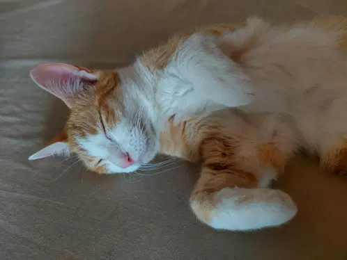 Always sleeping in cute positions 

#Cats #Caturday