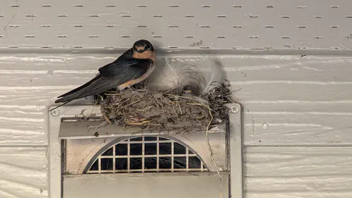 The next day, my friend sent these photographs of one of the parents tending to the baby bird. His camera's better, but I think also maybe it's because his husband is taller than me and can get a better angle. Anyway, brazen parents, putting their nest so close to a human walkway, but I suspect it'll prove to have been a sensible move in many ways.