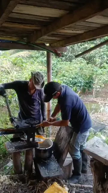 moliendo caña