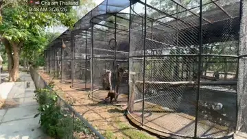 🇹🇭Thailand Monkeys or WWIII Alarms?