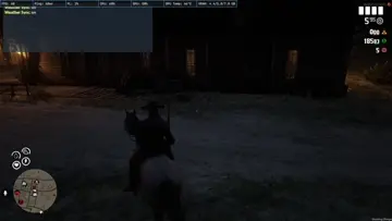 wild horse