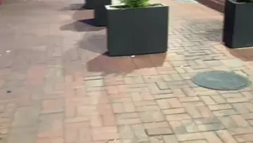 Rats in DC are DIFFERENT 