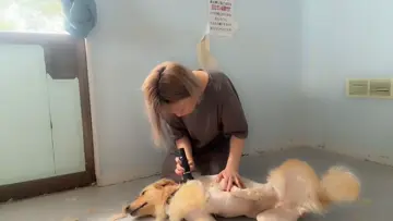 ゴールデンのサマーカット🐶園長自らやります