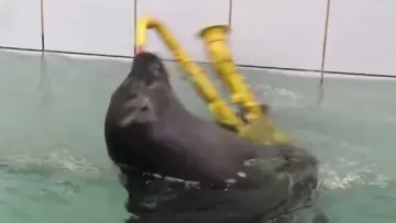 sax