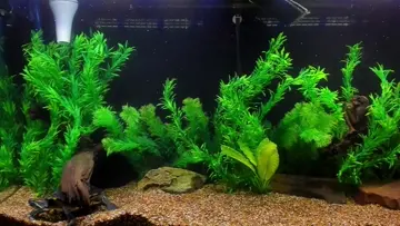 "Log feel so good" Oscar, 2026