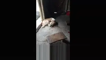 Dog