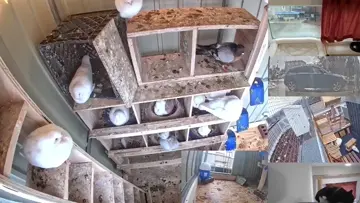 The Baby Pigeon Hungers!