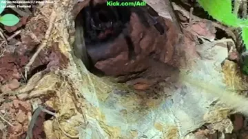 catching a tarantula