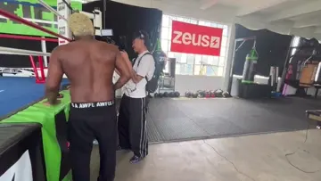 Baby Silverback
