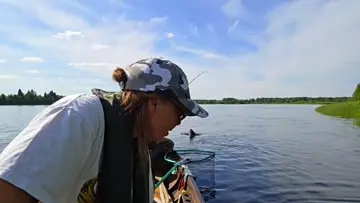 Salmon fighting