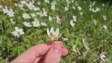Touching grass and flowers