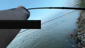 monster fish