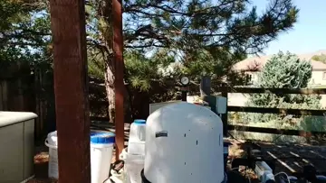 Wasp to the ear