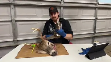Cat Girl? I raise you Deer Man.