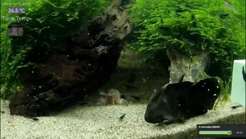 Vampire Shrimp