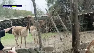 Si no prende chilena, ahi te mando a mi vicuña jaa