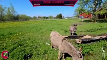 Donkeys!!!