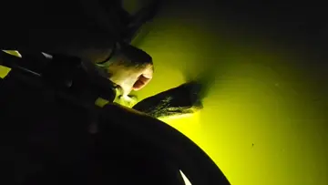 Gator Gator!