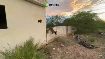 El oyó 