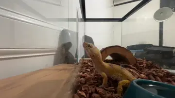 Escape Artist!!