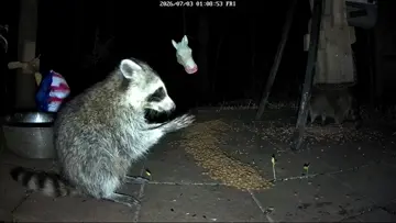 Coons