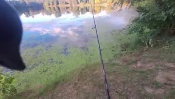 🇭🇺🐊 Topwater Pike Fishing in Ungarn! 🌅🐸 