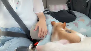 ちょんちょんぽんぽんはいつも一緒