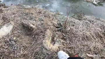 yangle piensa que caminar en hielo es buena idea