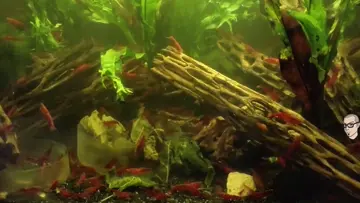 Aquariums and Videos