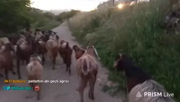 Bozyörük Yılanı(Hazer)