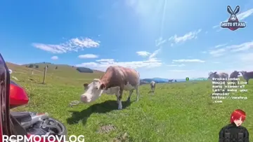 holy cow