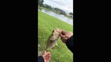 catch and release