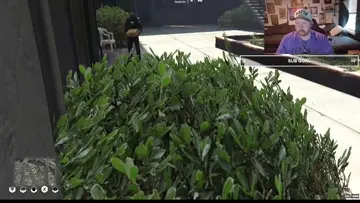 Sneaky racoon