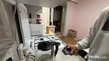 УПАЛ КУДРЯВЫЙ