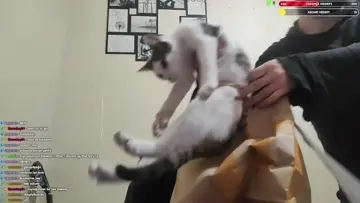 kedi vs yemek poşeti