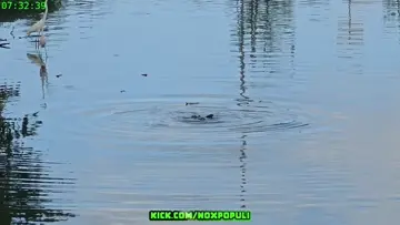 Croc chomp2
