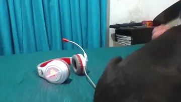 Perro bandido salva el stream 