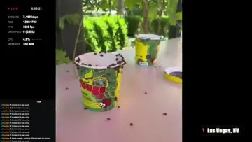 bugs
